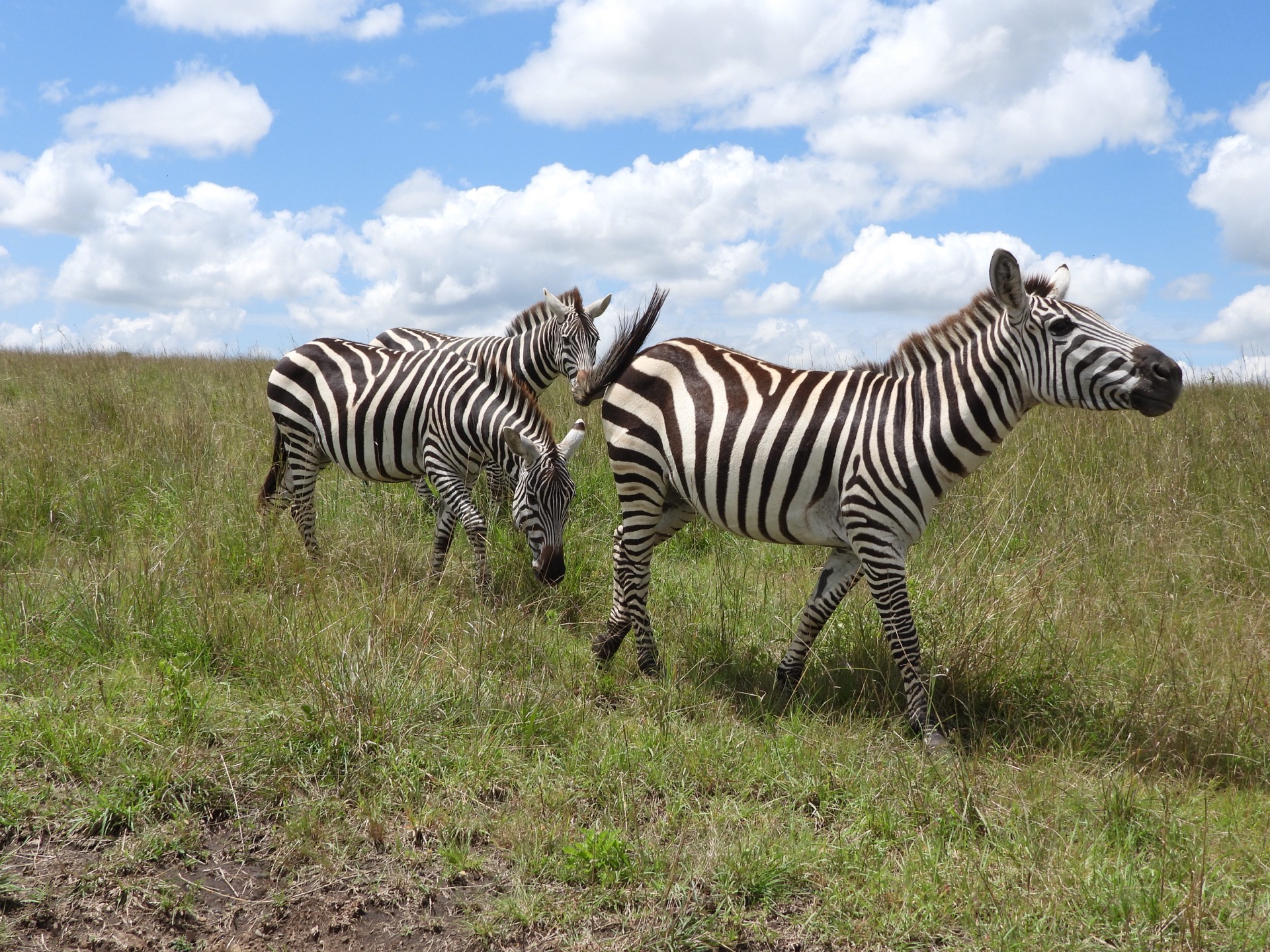 Zebras grazing — Kenya wildlife safari