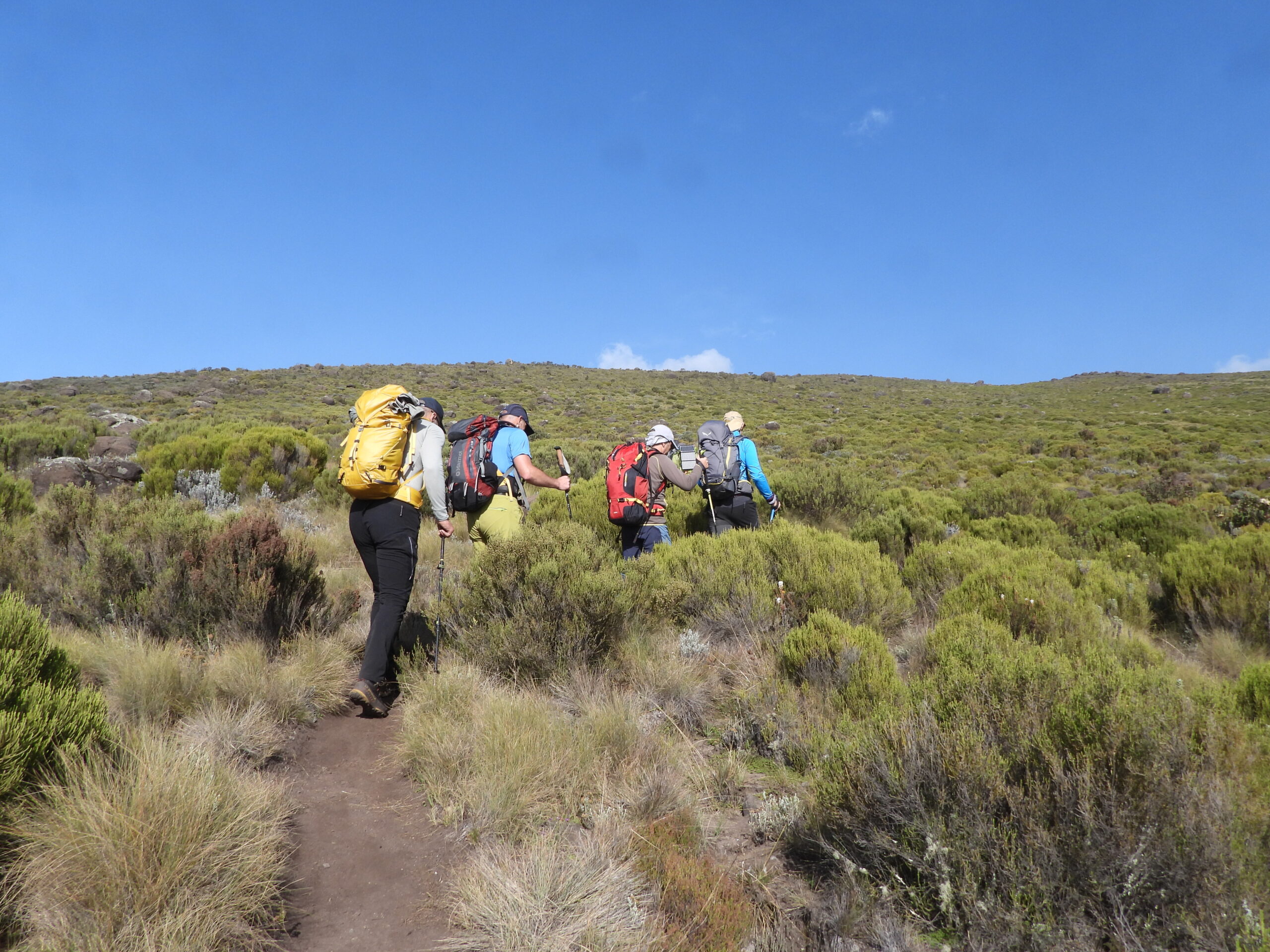 Hikers trekking on Mount Kenya via the Chogoria route surrounded by green moorland and clear blue sky Hikers trekking on Mount Kenya via the Chogoria route surrounded by green moorland and clear blue sky