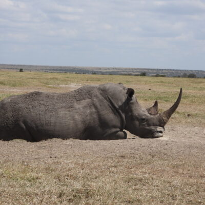 10 Days Kenya Wildlife Safari