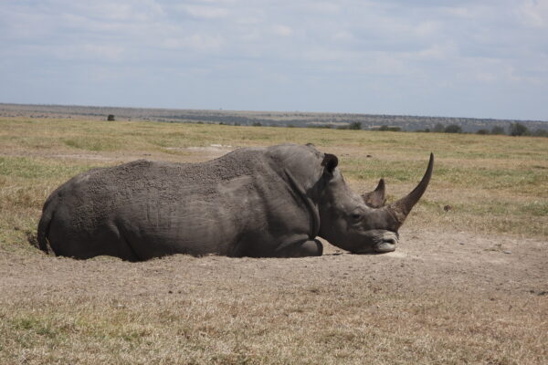 10 Days Kenya Wildlife Safari