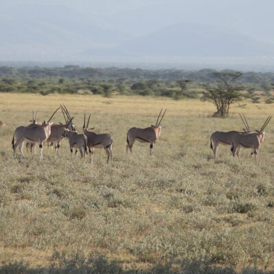 13 Days Kenya Wildlife Safari