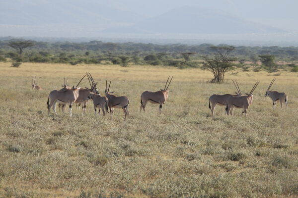 13 Days Kenya Wildlife Safari
