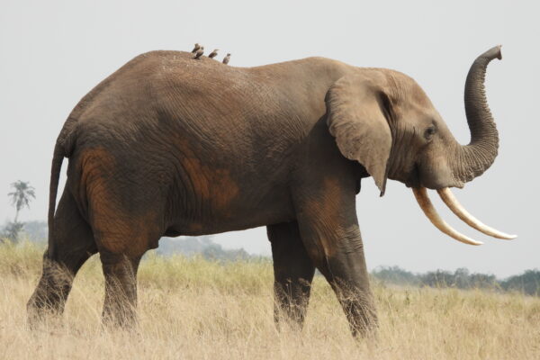 3 Days Amboseli National Park Safari