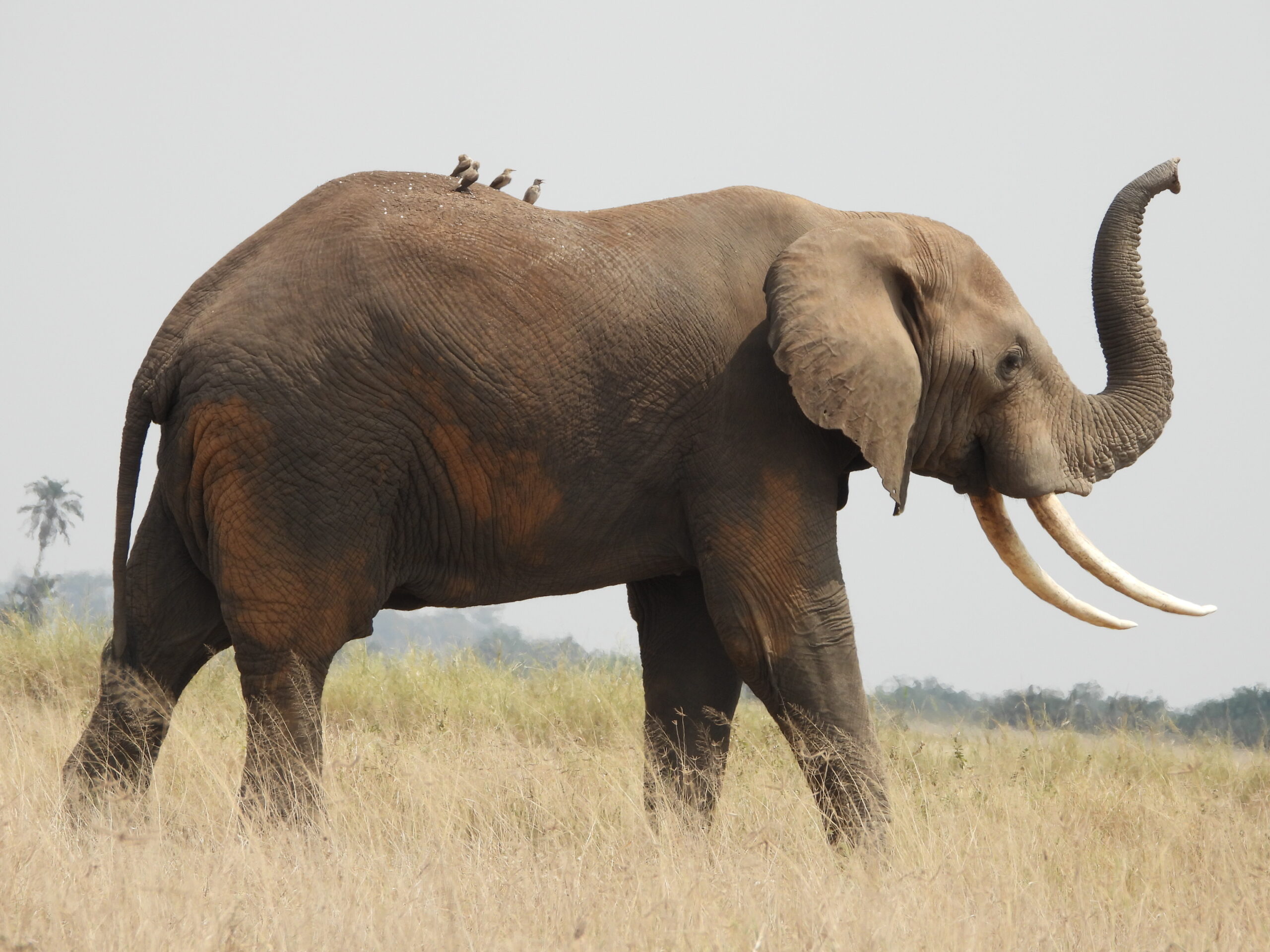 3 Days Amboseli National Park Safari 3 Days Amboseli National Park Safari