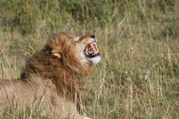 4 Days Maasai Mara Safari