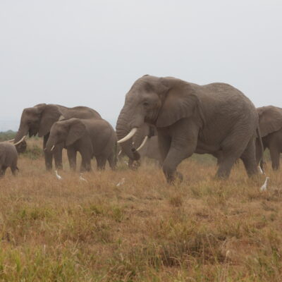 6 Days Kenya Wildlife Safari