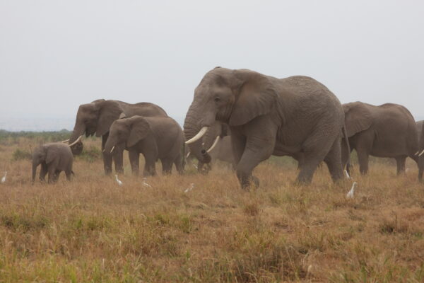 6 Days Kenya Wildlife Safari