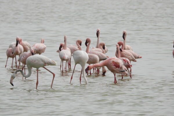 7 Days Kenya Luxury Safari