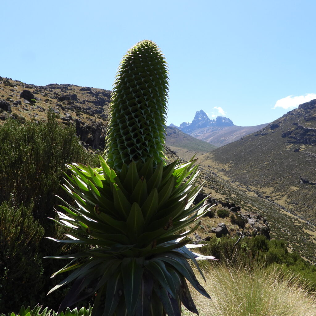 Close-up of a giant lobelia plant in the Afro-alpine zone of Mount Kenya, with Batian and Nelion peaks visible in the background under a clear blue sky