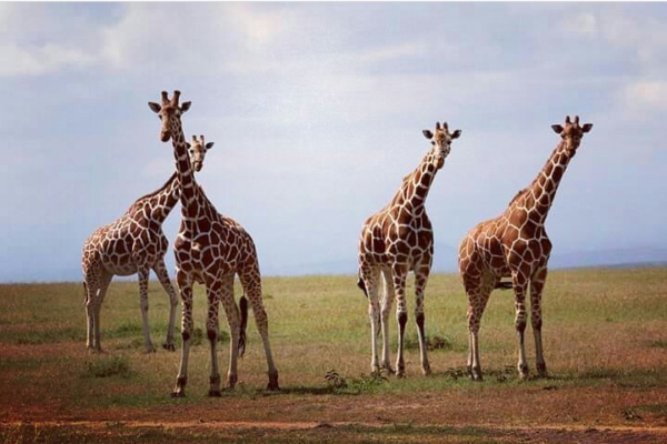 Kenya Wildlife