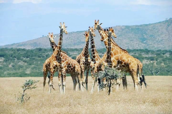 Kenya Wildlife