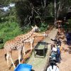 East Africa Wild Life