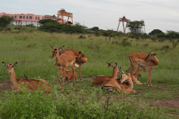Nairobi National Park Day Trip