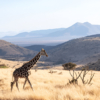 Northern Kenya Safari: An Unforgettable Adventure