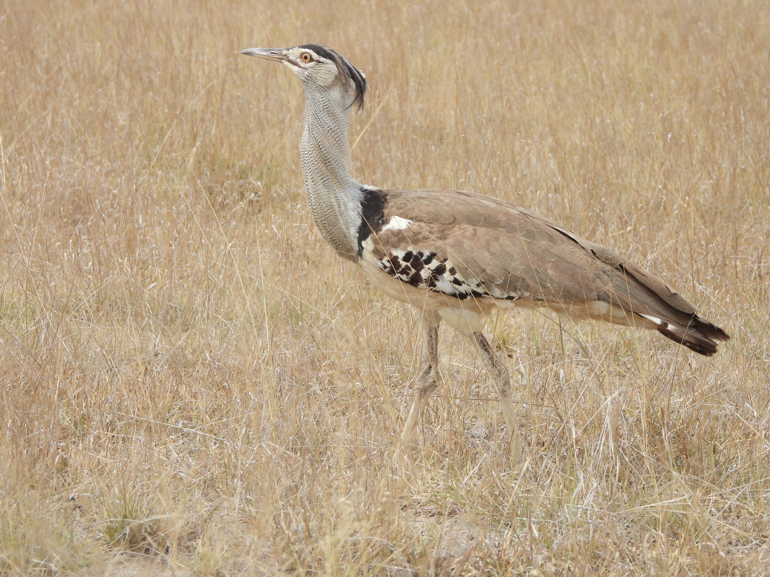 The Kori Bustard- Ahambi Tours The Kori Bustard- Ahambi Tours