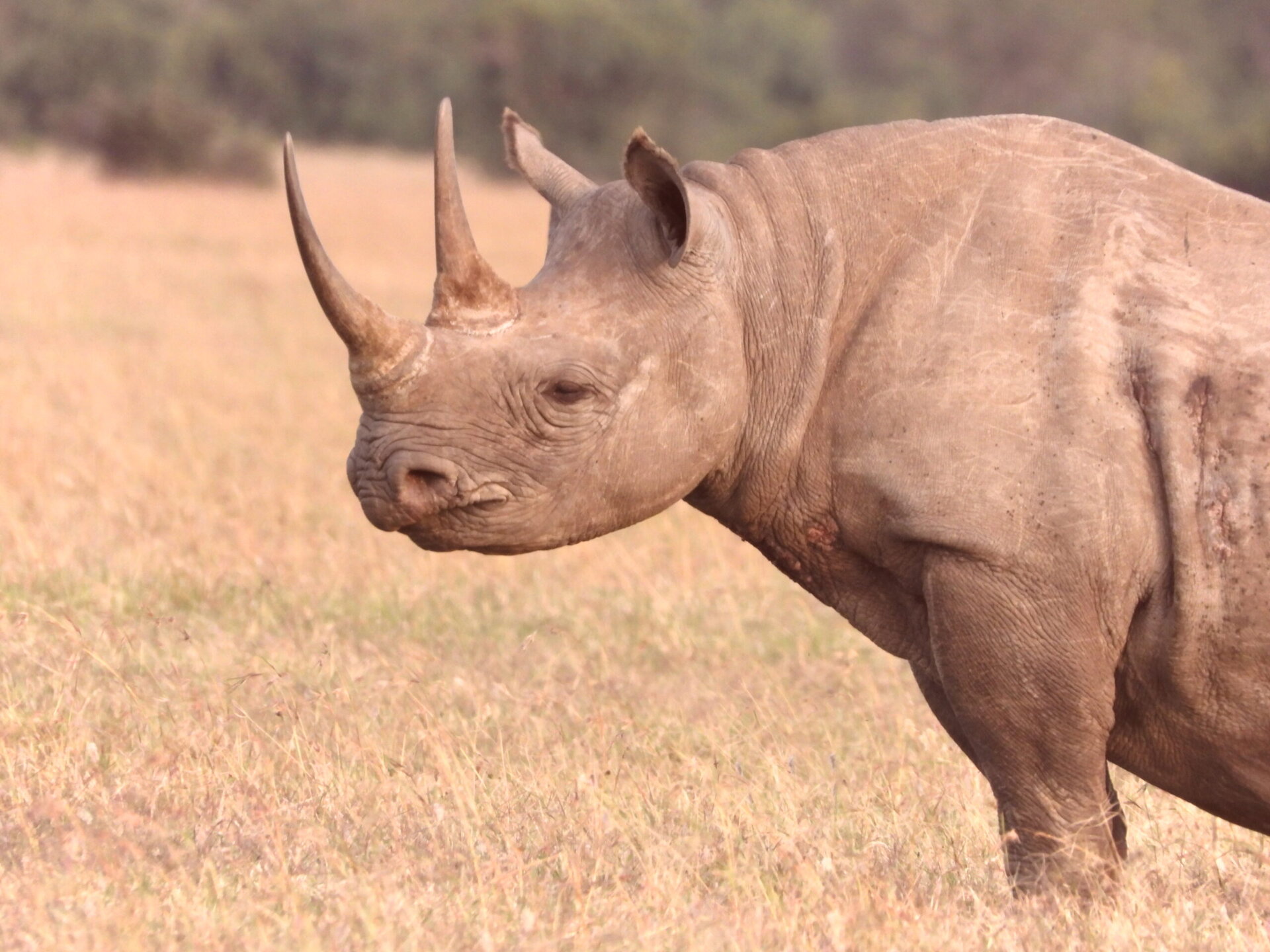 The Mighty Black Rhino – Ahambi Tours The Mighty Black Rhino – Ahambi Tours