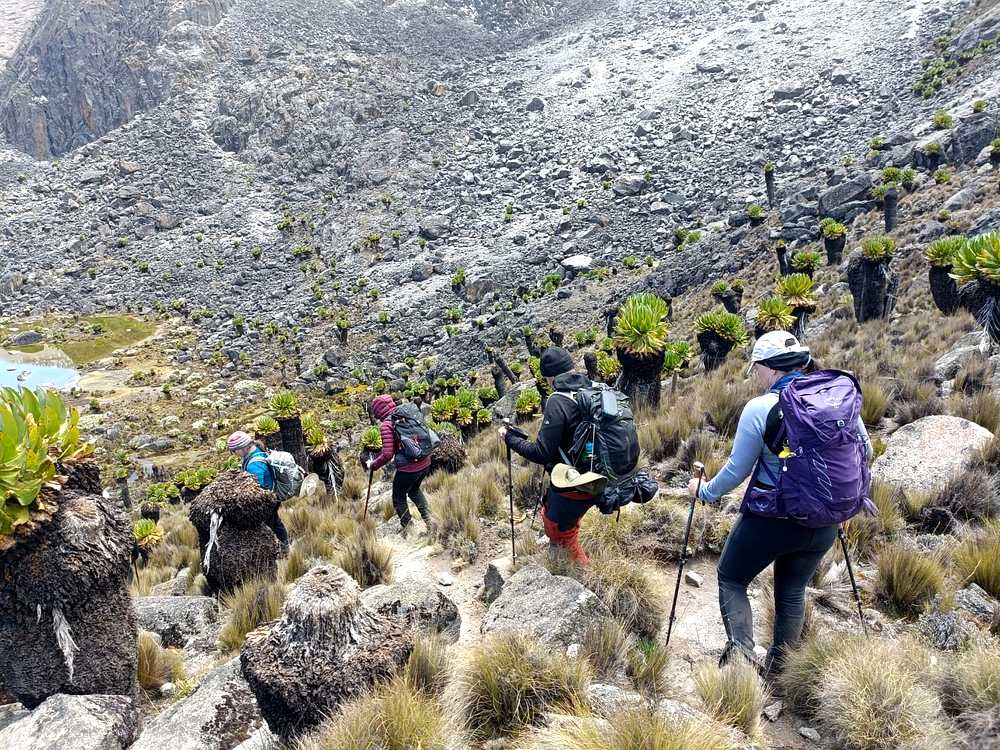 Ahambi Tours trekkers descending through Giant Groundsels on the Mount Kenya trekking routes moorland — high-altitude tarn visible below on the Chogoria Route