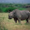 Black Rhinoceros