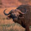 Cape Buffalo