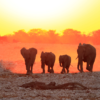 The Big Five Animals in Kenya