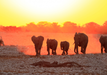 The Big Five Animals in Kenya