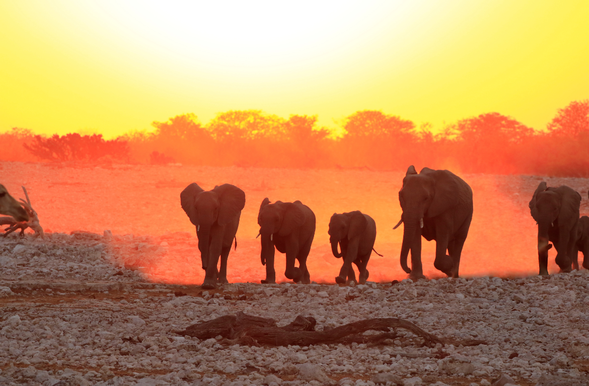 The Big Five Animals in Kenya