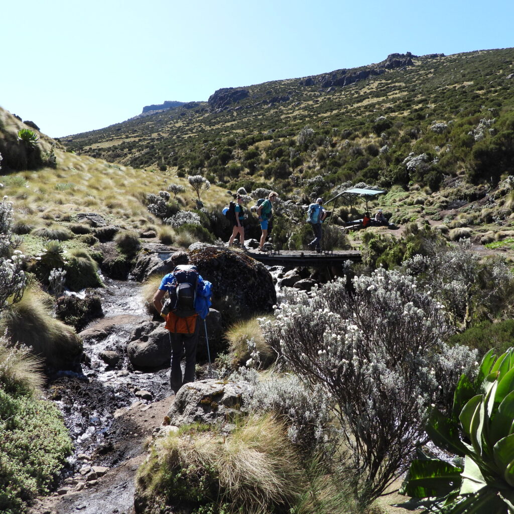 Trekkers crossing a wooden bridge in Mackinder’s Valley on Mount Kenya’s Sirimon Route surrounded by moorland vegetation