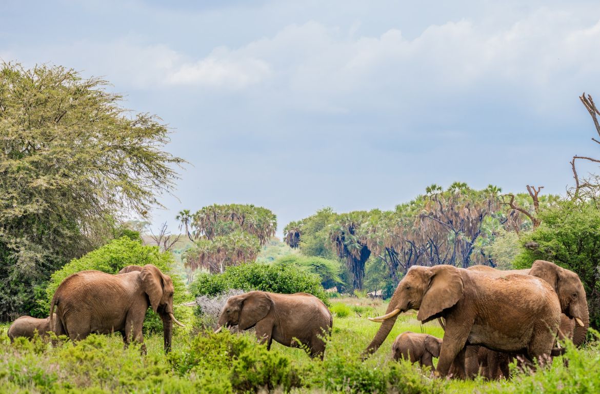 Samburu National Park 