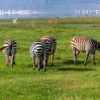 Lake Nakuru 2