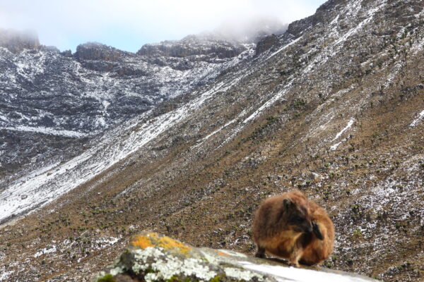 6 Days Mount Kenya Trekking via Burguret – Chogoria Route