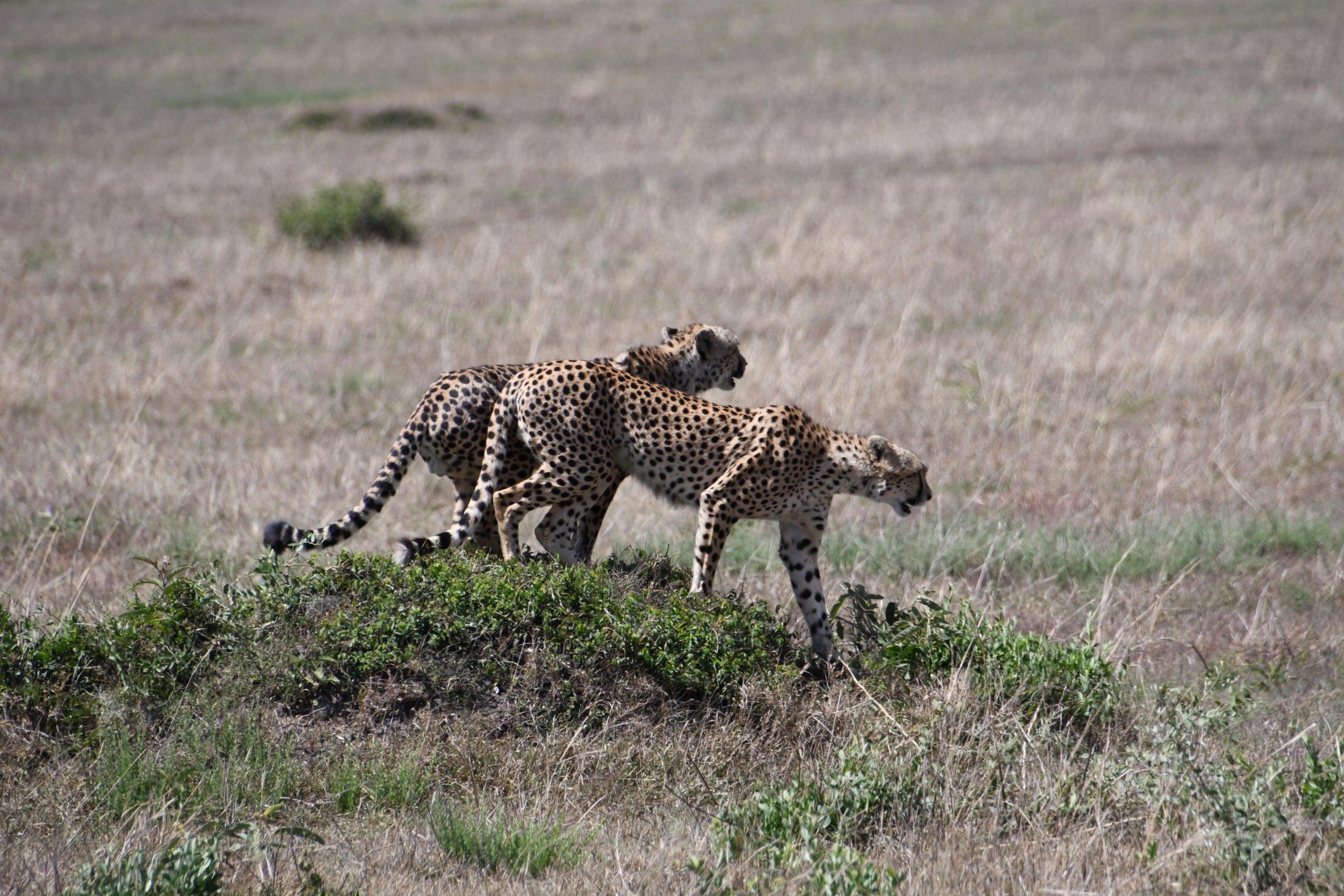 Maasai Mara Safari