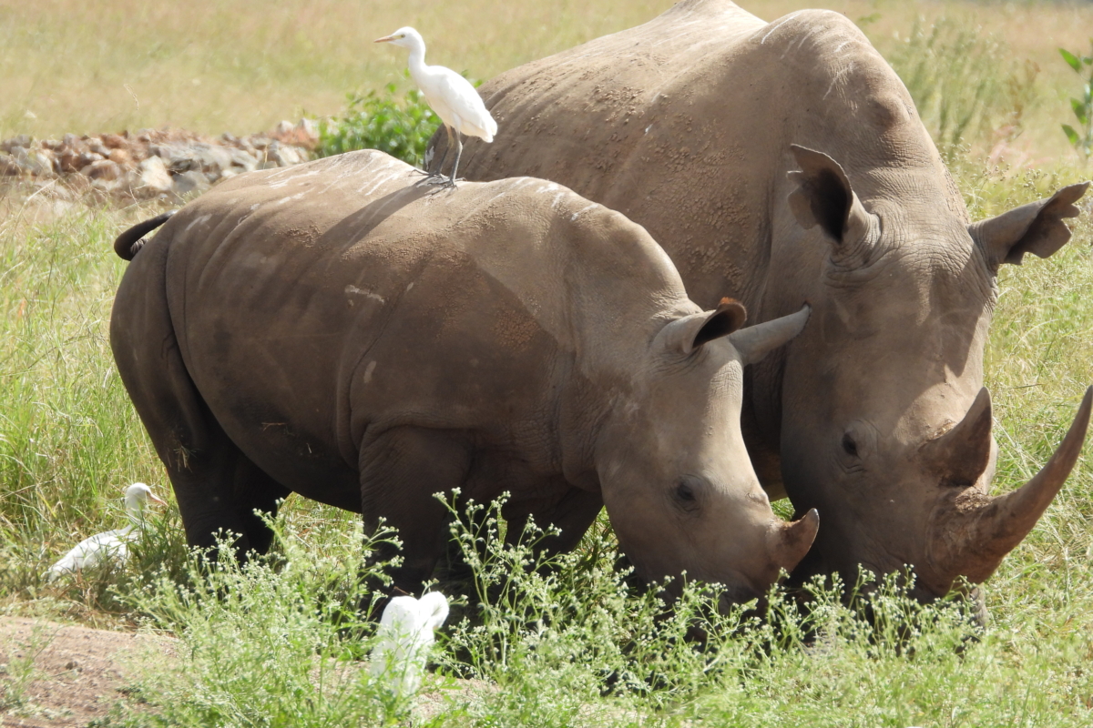 Nairobi National Park – Ahambi Tours (244)