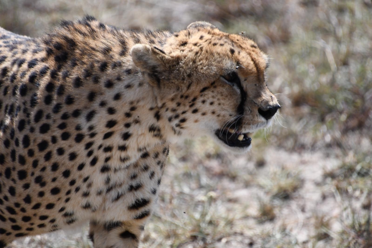 Best Time to Visit Kenya for a Wildlife Safari