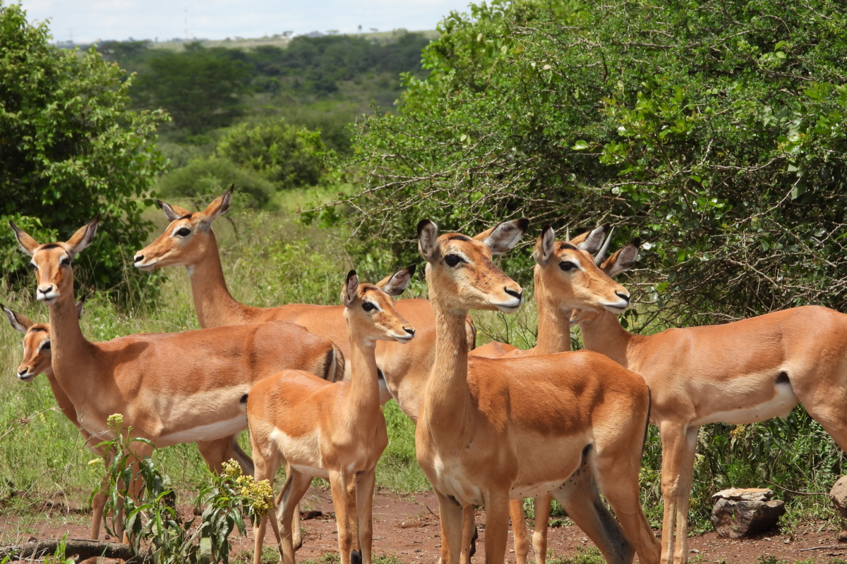 10 Must-See Animals on a Kenya Safari Beyond the Big Five