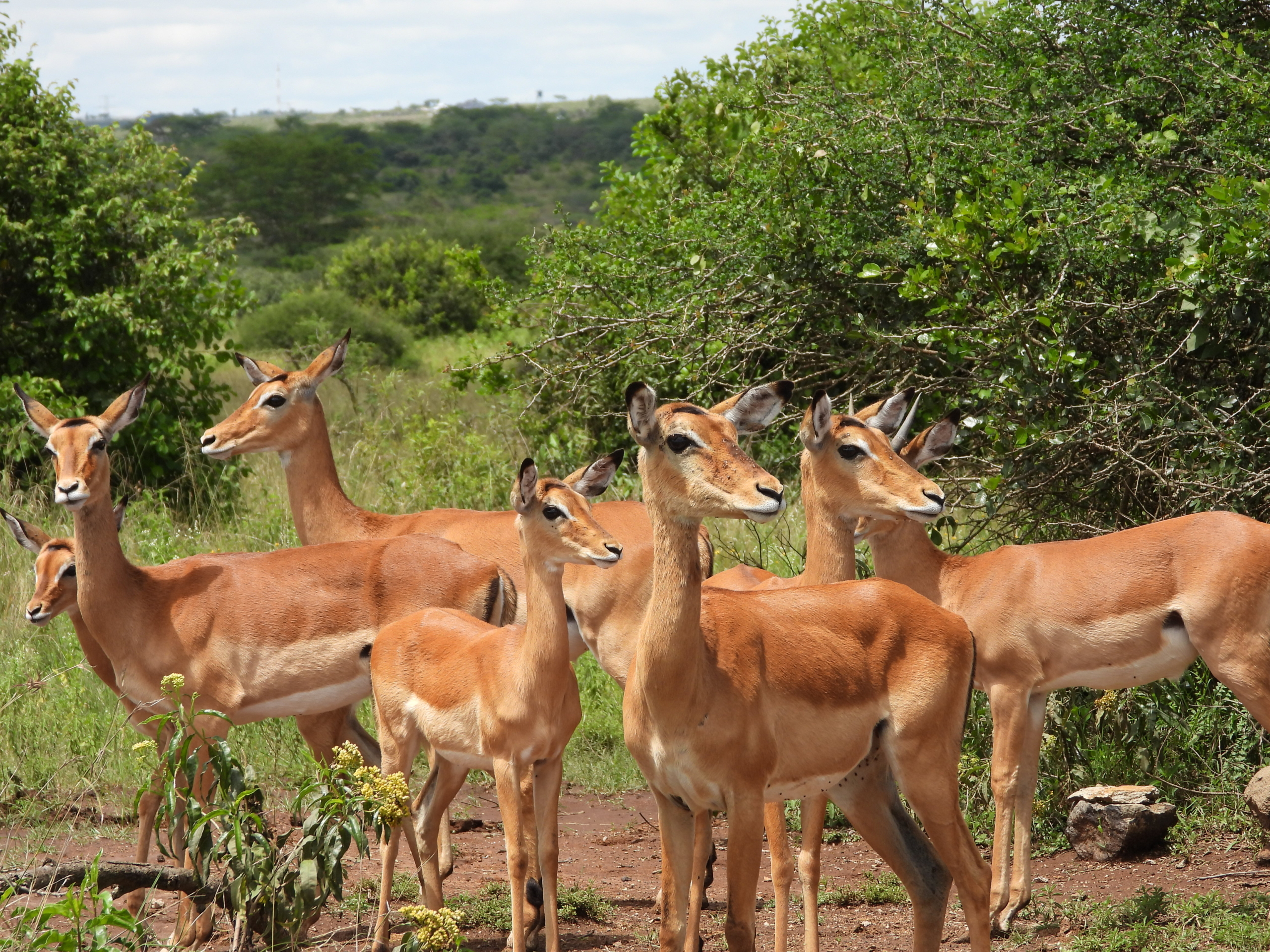 10 Must-See Animals on a Kenya Safari Beyond the Big Five