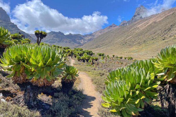 4 Days Mount Kenya Trekking via Sirimon – Chogoria Route