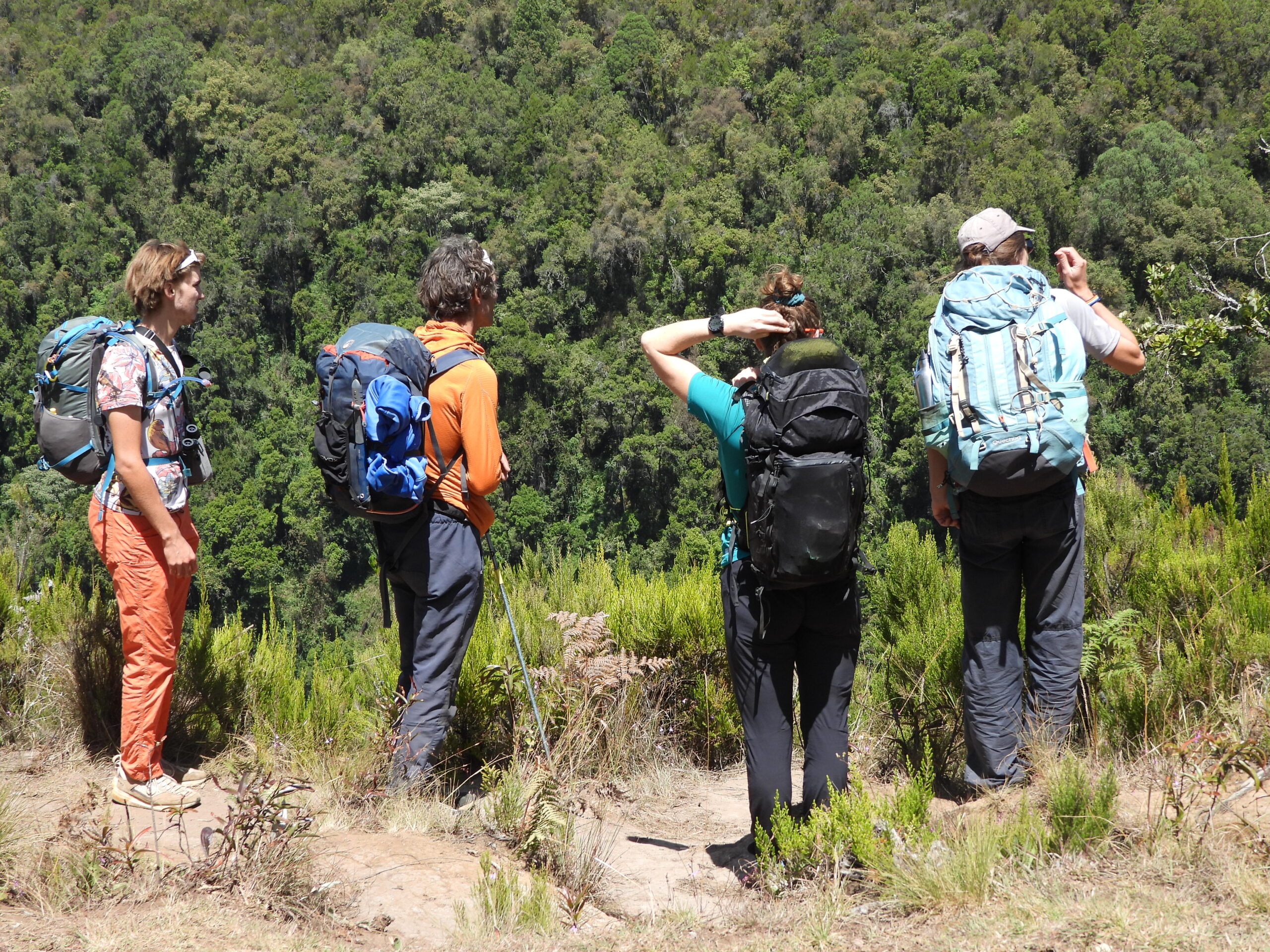 Four trekkers with backpacks pause to admire the dense rainforest landscape on Mount Kenya’s Sirimon route Four trekkers with backpacks pause to admire the dense rainforest landscape on Mount Kenya’s Sirimon route