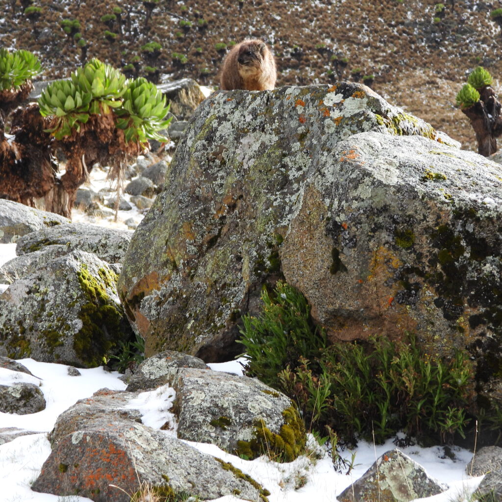 Rock hyrax perched on a moss-covered boulder in the snowy alpine zone of Mount Kenya, with giant lobelias in the background