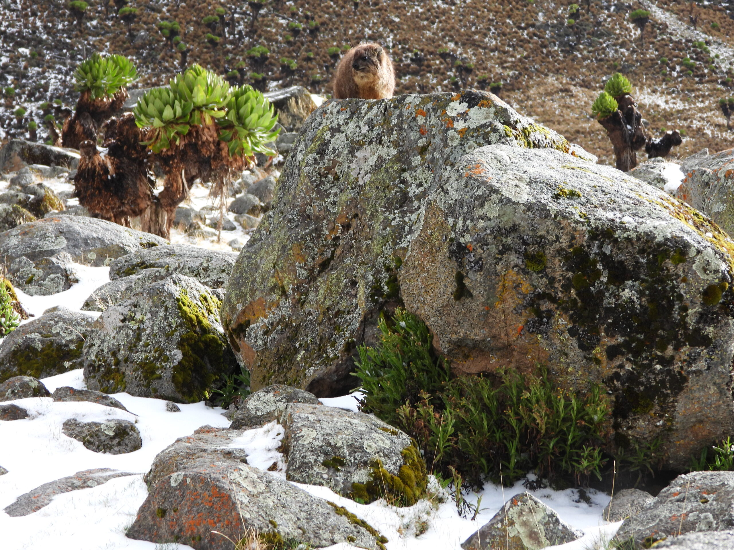 Rock hyrax perched on a moss-covered boulder in the snowy alpine zone of Mount Kenya, with giant lobelias in the background Rock hyrax perched on a moss-covered boulder in the snowy alpine zone of Mount Kenya, with giant lobelias in the background