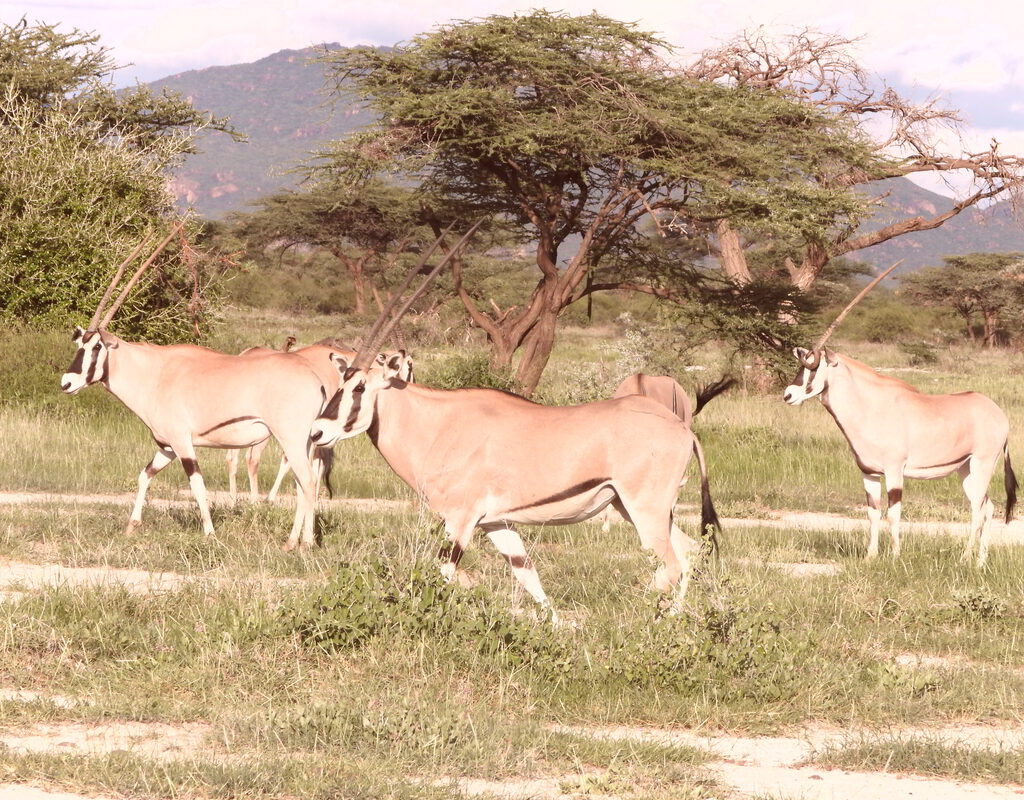 Beisa Oryx herd grazing on the plains of Samburu National Reserve, Kenya — a rare desert-adapted antelope found only in northern Kenya