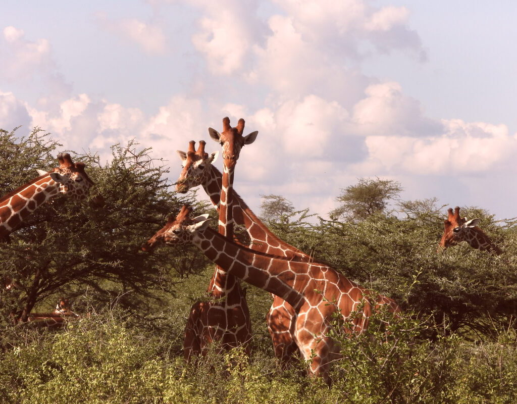 Herd of Reticulated Giraffe browsing acacia trees in Samburu National Reserve — the distinctive polygonal coat pattern of Africa's most striking giraffe subspecies