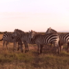Kenya Luxury Safaris