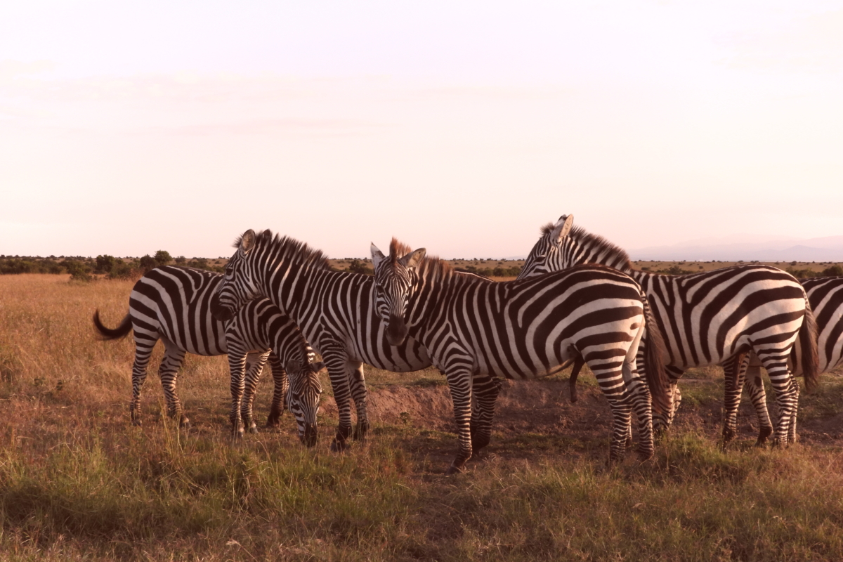 Kenya Luxury Safaris