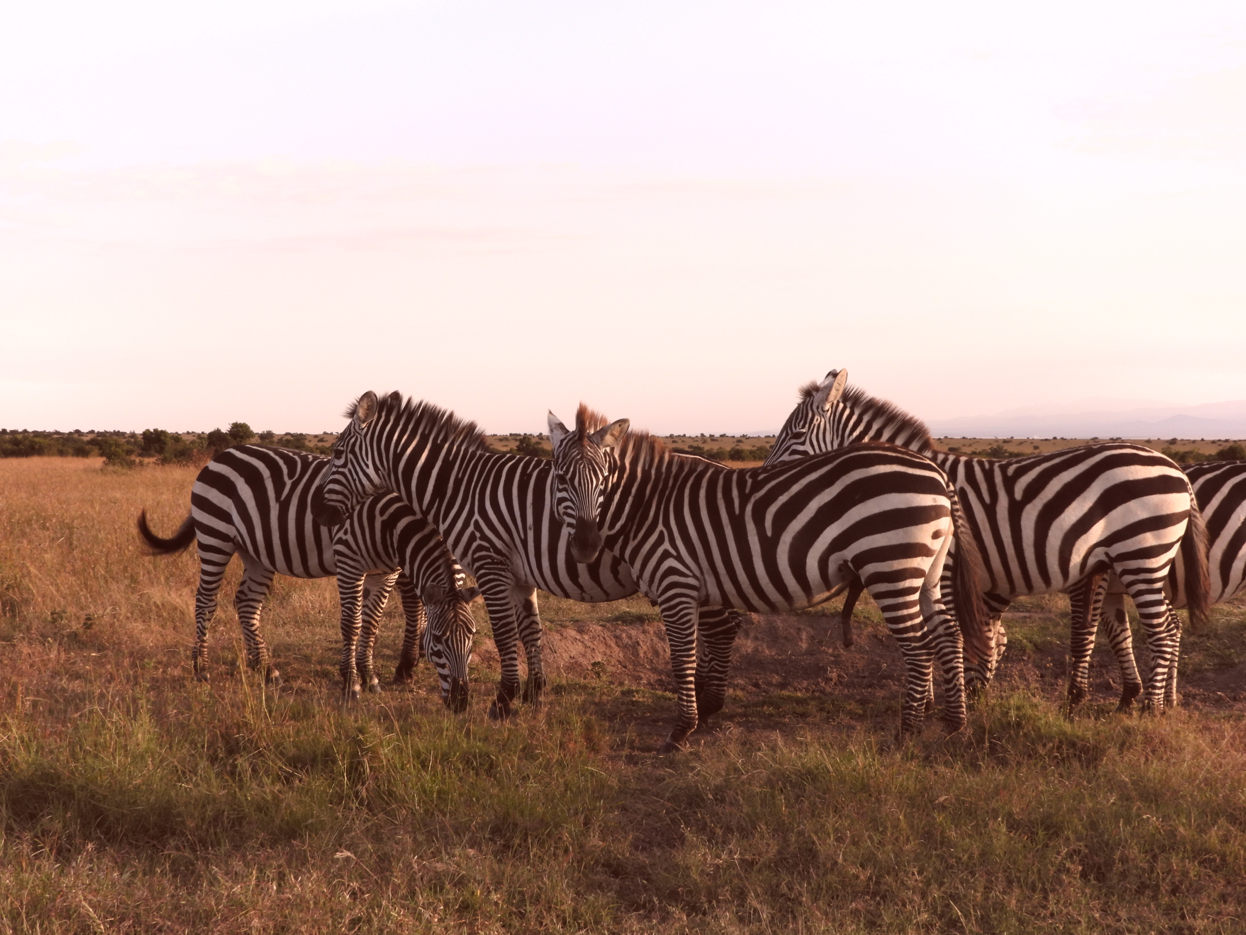 Kenya Luxury Safaris