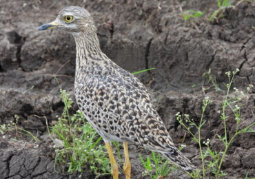 Birdwatching Safaris in Kenya