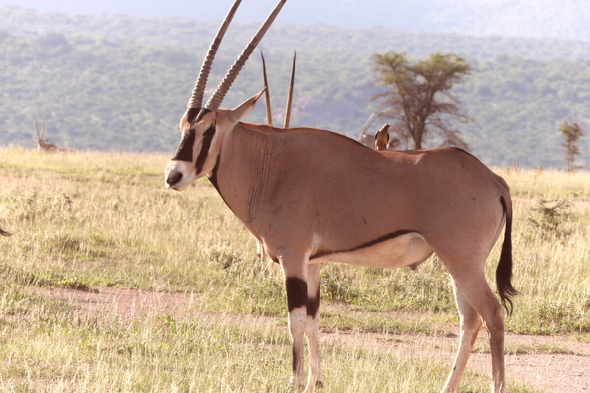 10-Day Northern Kenya Safari – Beisa Oryx, Samburu National Reserve 10-Day Northern Kenya Safari – Beisa Oryx, Samburu National Reserve