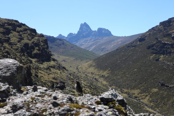 6 Days Mount Kenya Trekking via Sirimon Route