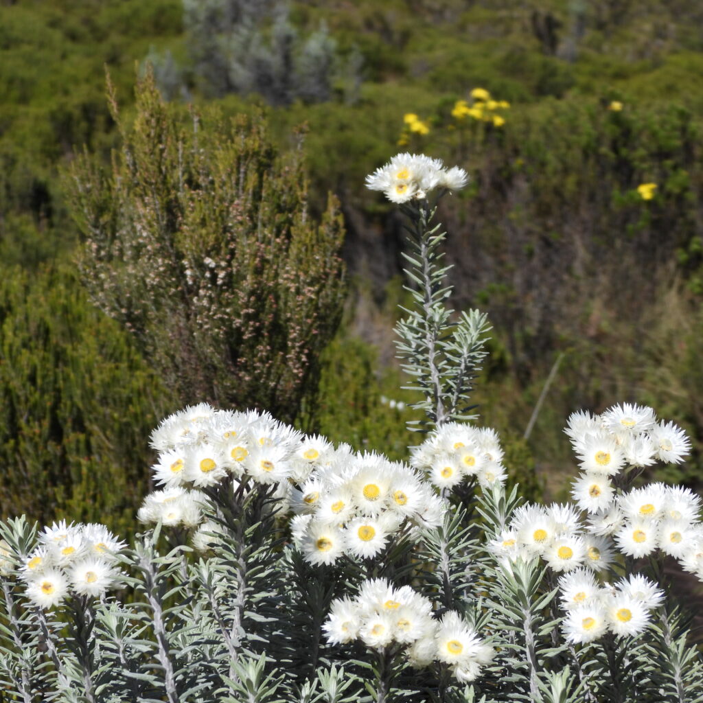 Everlasting flowers (Helichrysum) blooming in the moorlands of Mount Kenya on the Sirimon Route