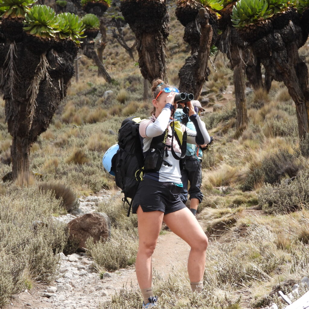 Trekkers birdwatching in Mount Kenya’s Afro-alpine zone surrounded by giant groundsels along the Sirimon Route