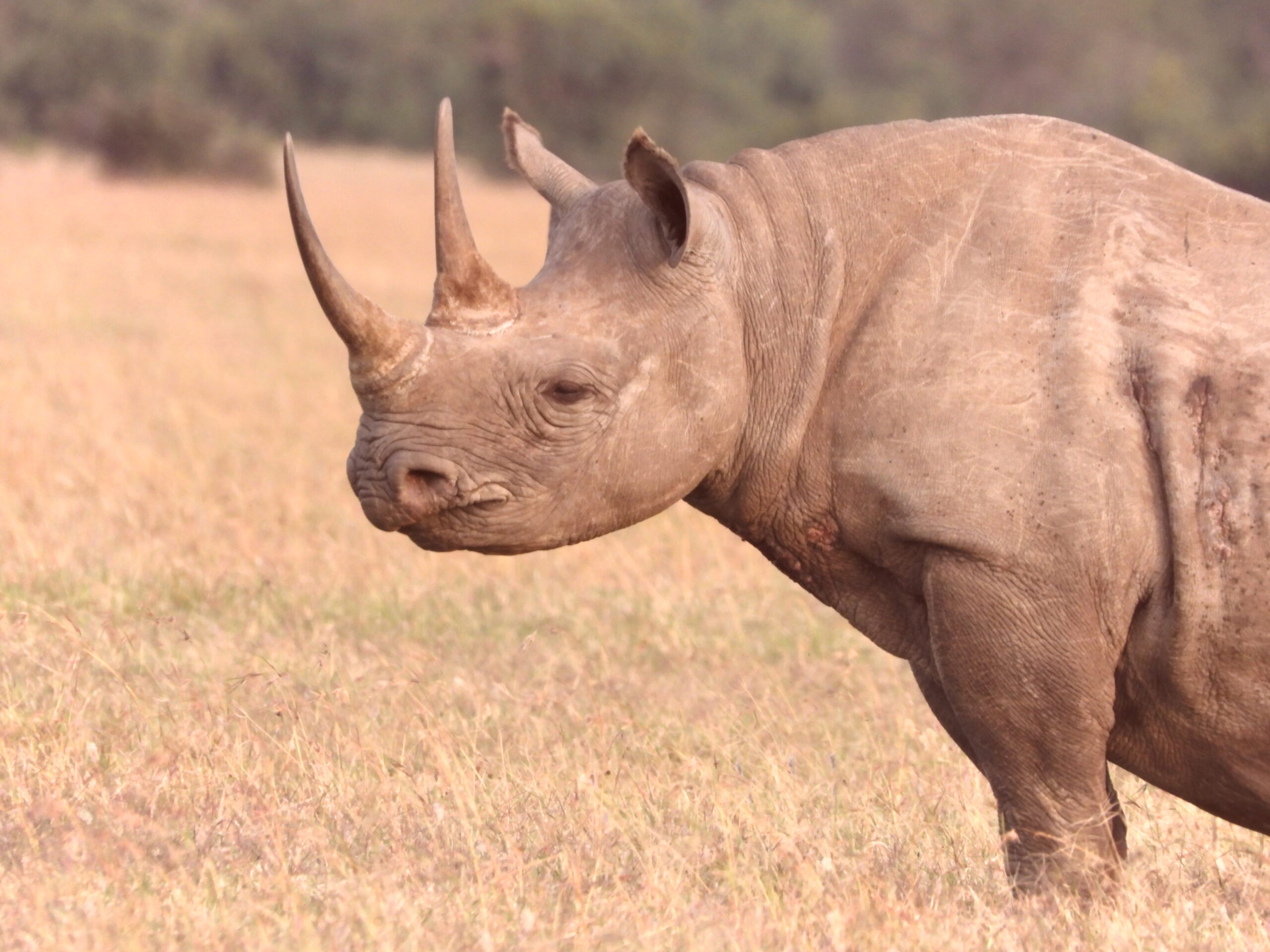 The Black Rhino